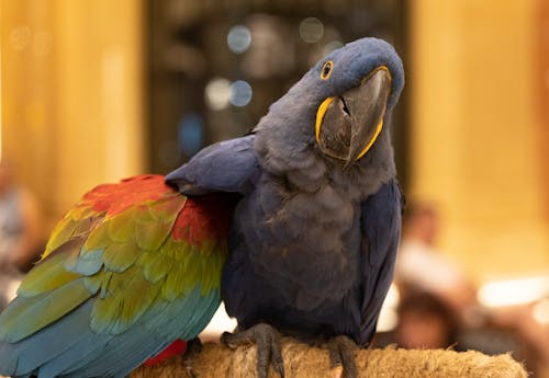 Hyacinth Macaw with Ara