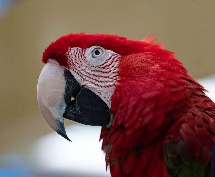 Close Up Of Red Parrot