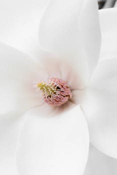A delicate close-up of a white magnolia flower in full bloom capturing its intricate details.