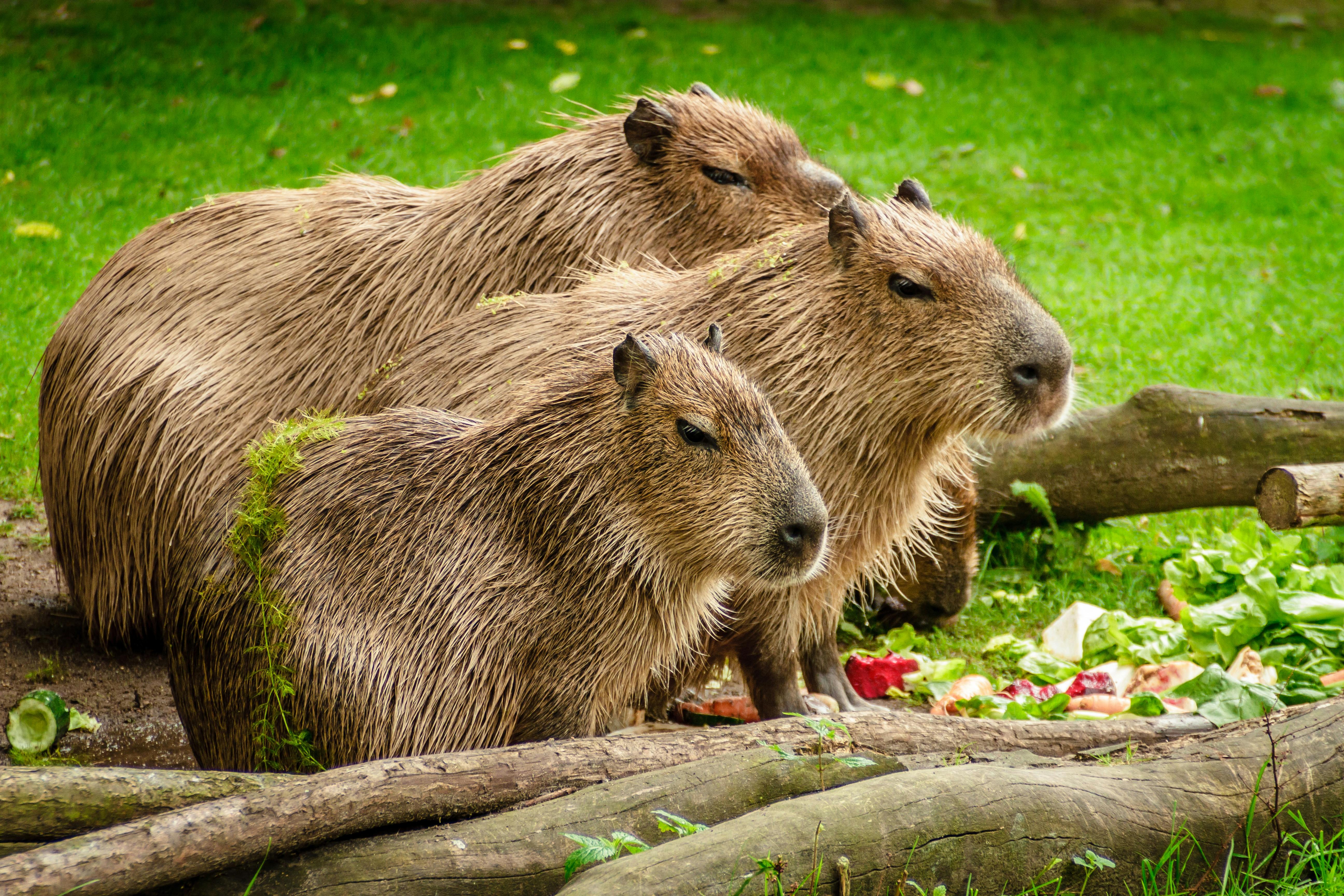 Capybara Fabric Wallpaper and Home Decor  Spoonflower