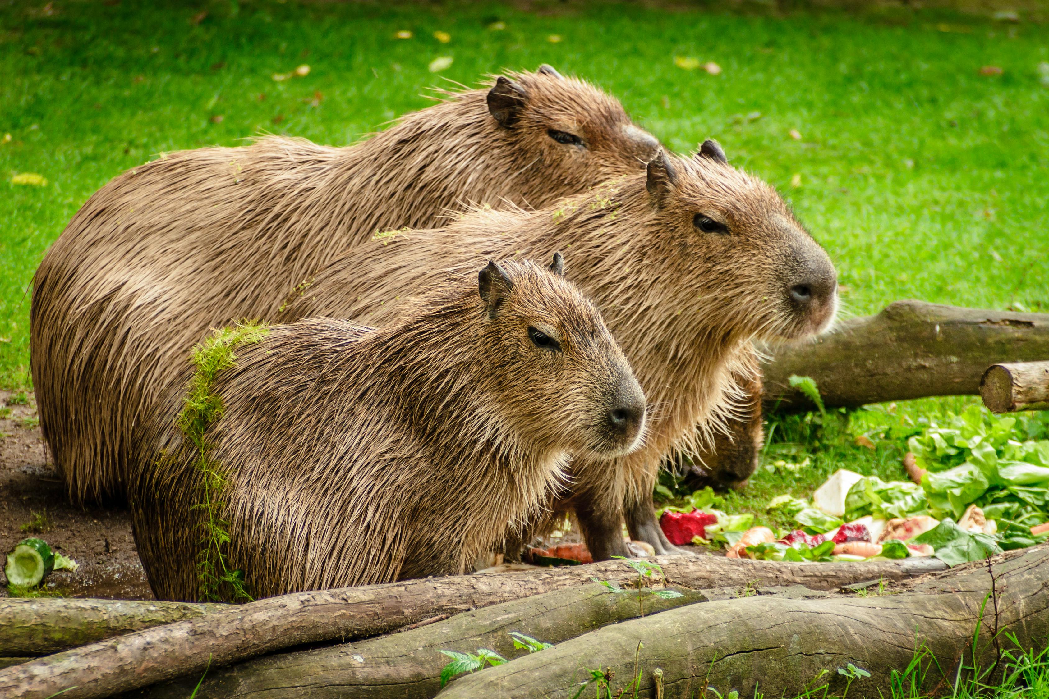 Photo of 3 Capybara Standing Near Wooden Branch and Grass · Free Stock