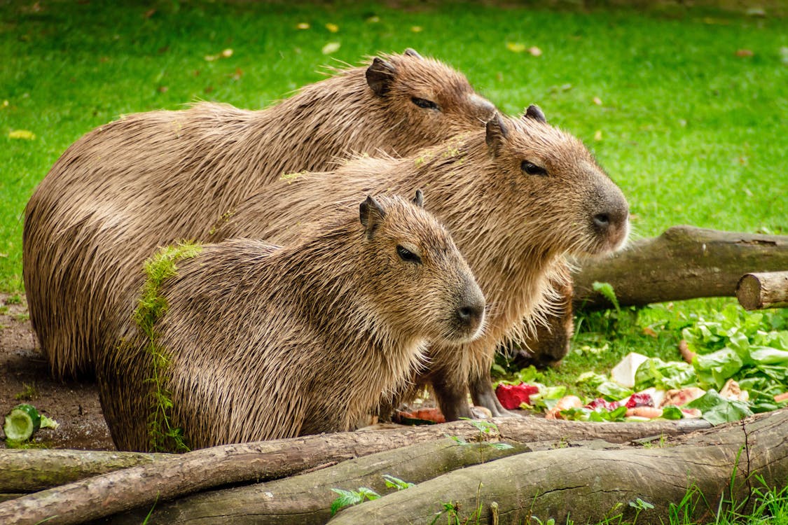 Free Photo of 3 Capybara Standing Near Wooden Branch and Grass Stock Photo