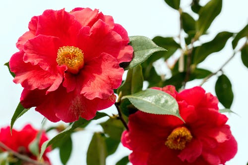 Close-up of Red Flowers 