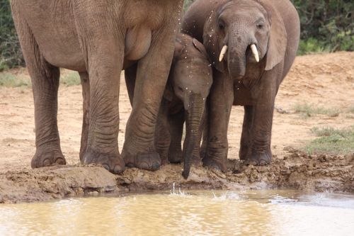 Free A family of African elephants drinking at a waterhole in the wild. Stock Photo