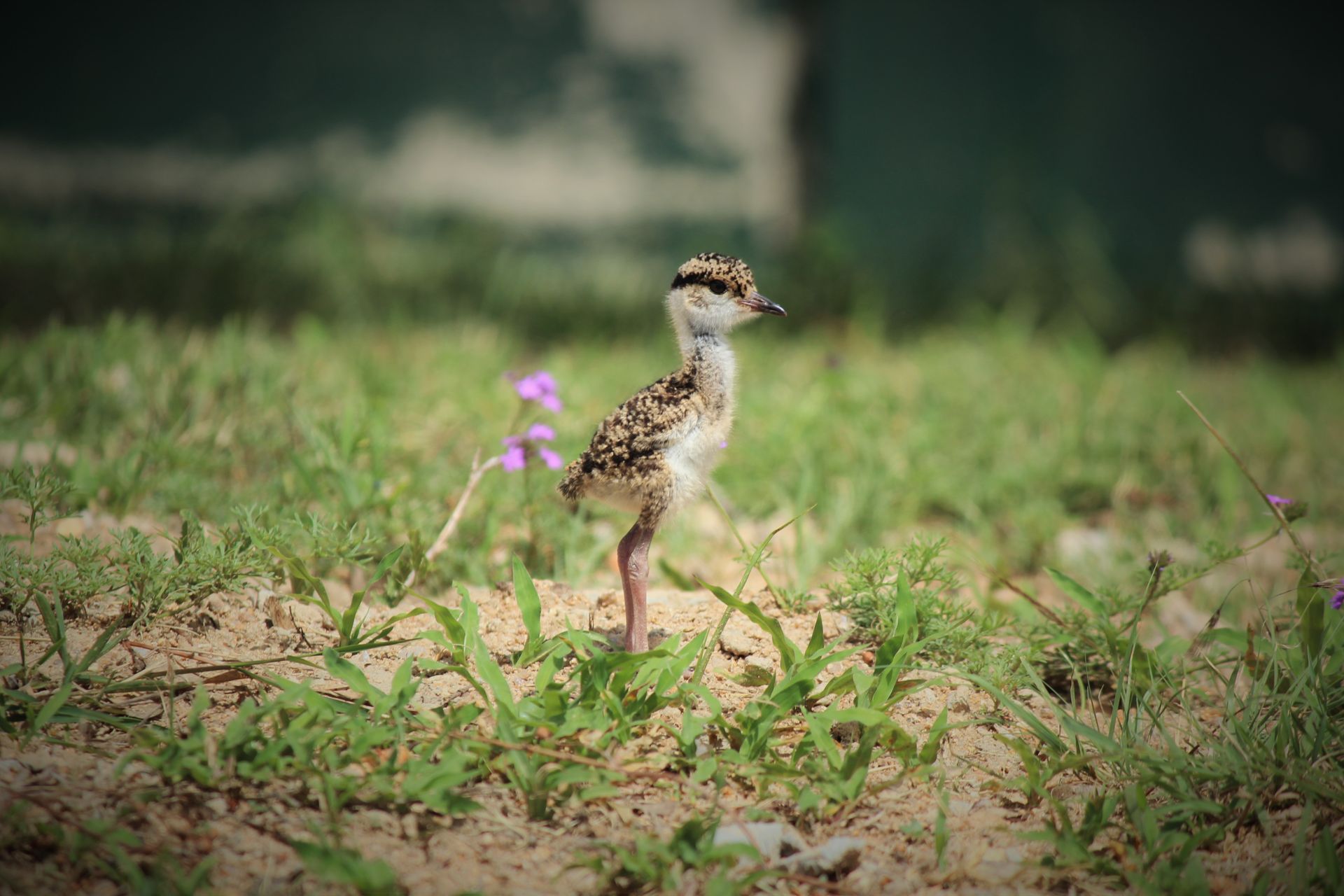 Close-up of a fluffy baby bird standing on a grassy surface, showcasing delicate features.
