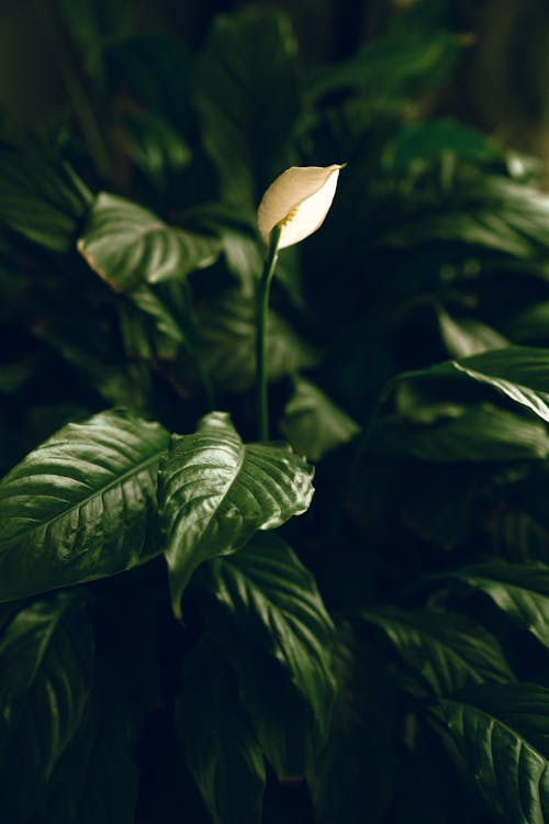 Close-up of Dark Green Leaves and a White Flower