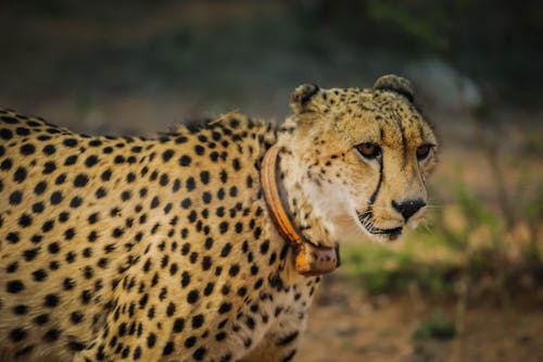 Yetişkin Leoparın Seçmeli Odak Fotoğrafı