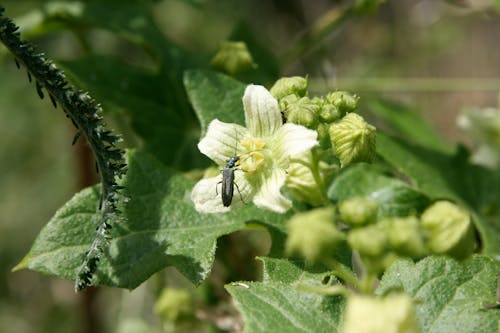 Close-up of a Beetle Sitting on a Flower 