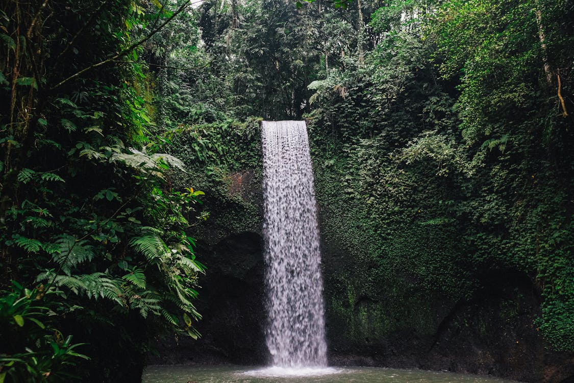 Kostenloses Stock Foto zu bali, bäume, busch