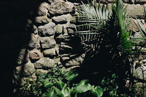 Kaya Duvarının Yanında Yeşil Palmiye Ağacı