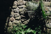 Green Palm Tree Beside Rock Wall