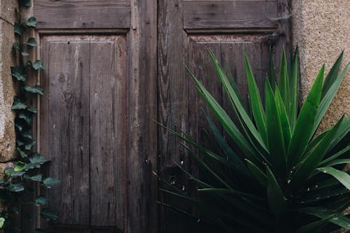 Green Leafed Plant Near Brown Wooden Panel Door