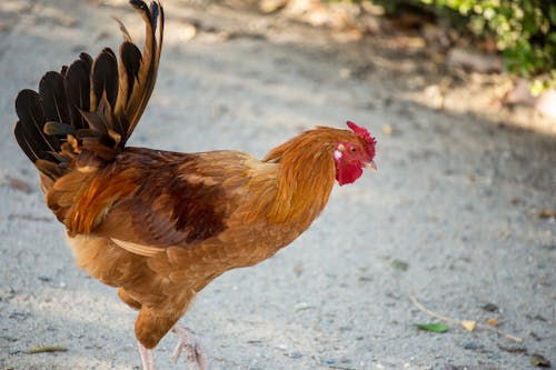 Free Close-up of a Rooster  Stock Photo