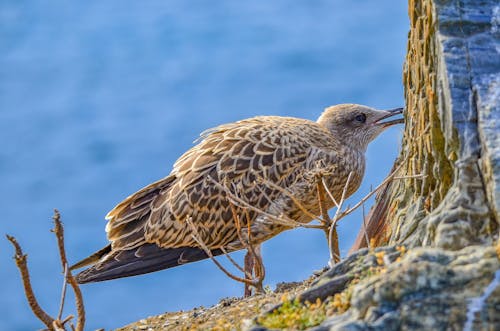 Close-up of a Young European Herring Gull 