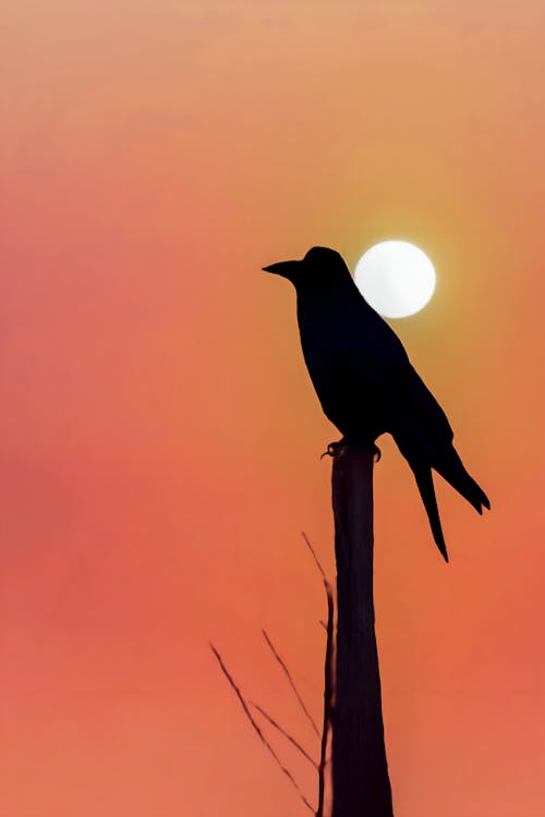 Silhouette of Bird on Wooden Pole at Sunset