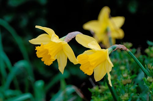 Close-up of Daffodils Growing in a Garden 