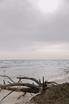 Tranquil beach scene with driftwood on an overcast day, waves gently lapping the shore.
