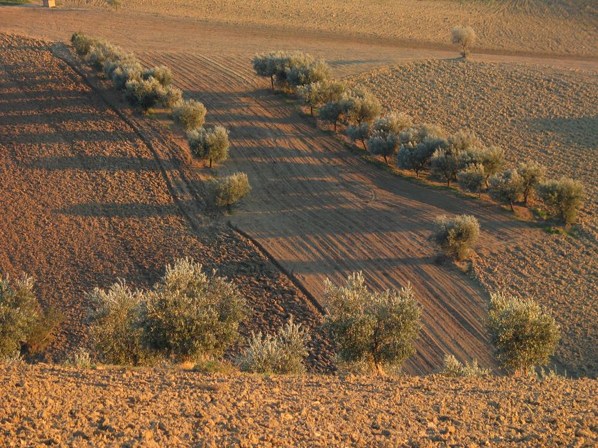 A scenic view of an olive tree grove under golden sunlight, highlighting rural agriculture.