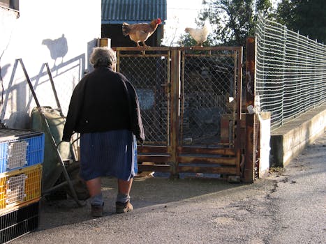 A rustic farmyard scene with a woman and chickens near a gate on a sunny day.