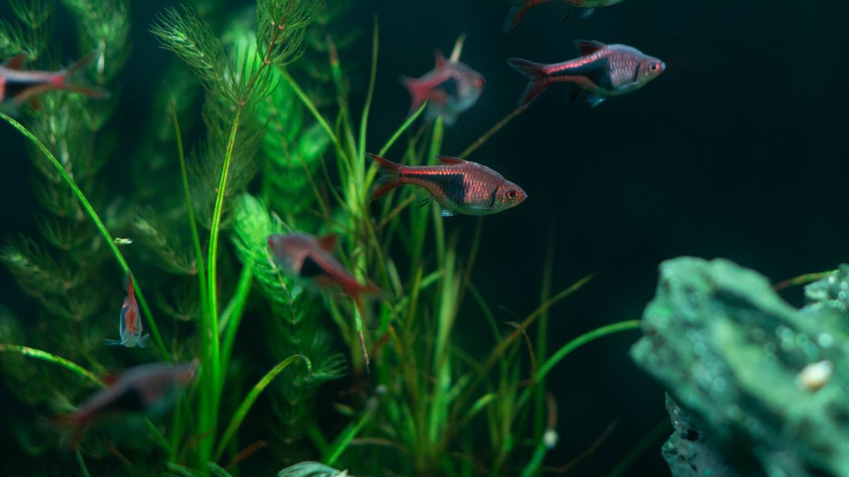 How to Clean a Fish Tank: Water Change, Gravel & Filter Checklist