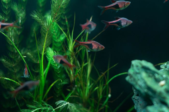 Fish among aquatic stem plants