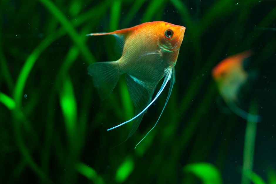 Close-up of a vibrant angelfish swimming amidst lush underwater vegetation, showcasing nature's beauty.