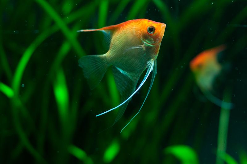 Close-up of a vibrant angelfish swimming amidst lush underwater vegetation, showcasing nature's beauty.