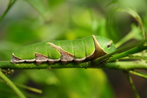 Free Close-up of a vibrant green caterpillar camouflaged on a leaf, showcasing nature's beauty. Stock Photo