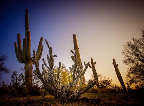 Free stock photo of cactus, desert, nature