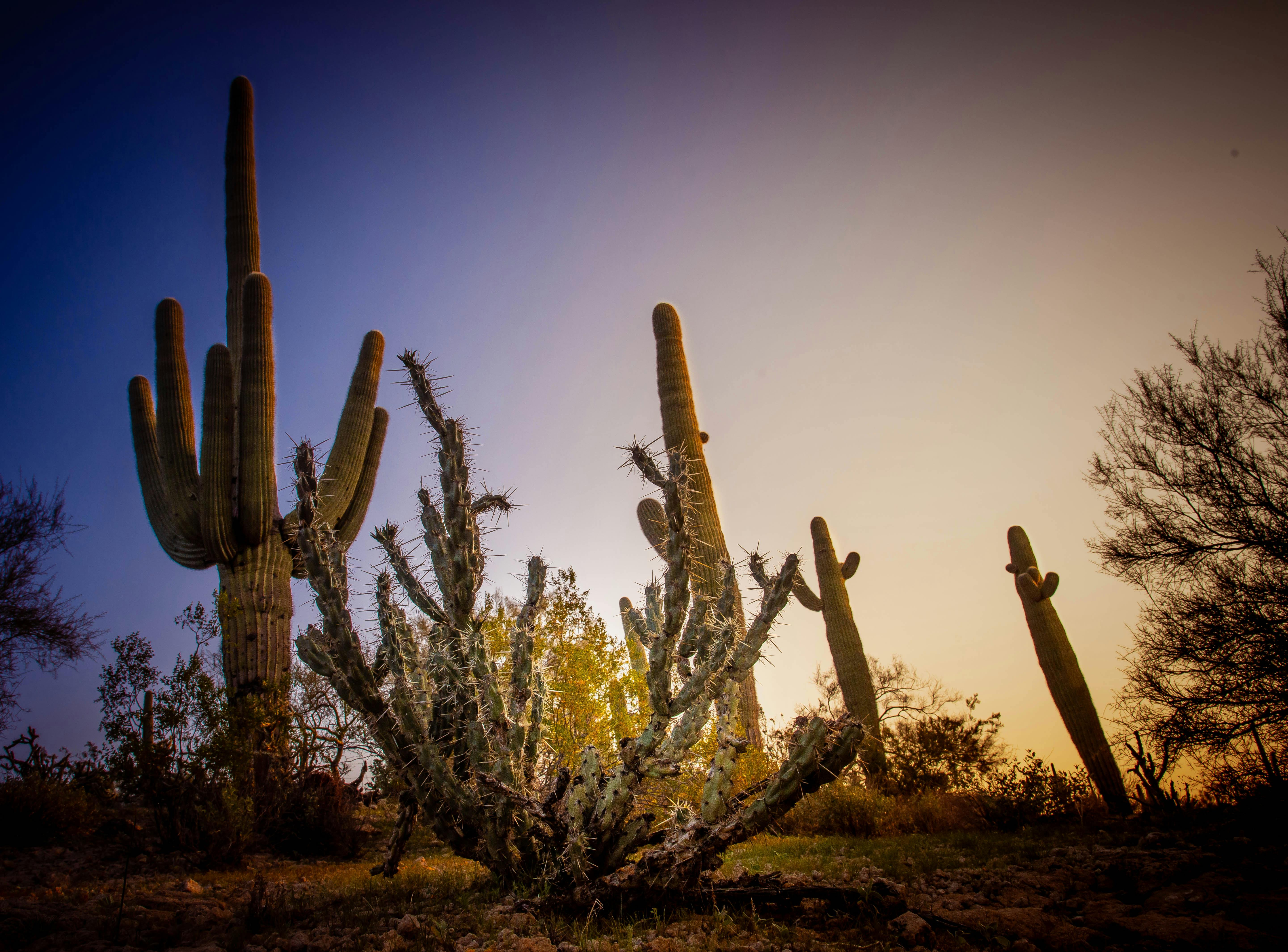 Free stock photo of cactus, desert, morning