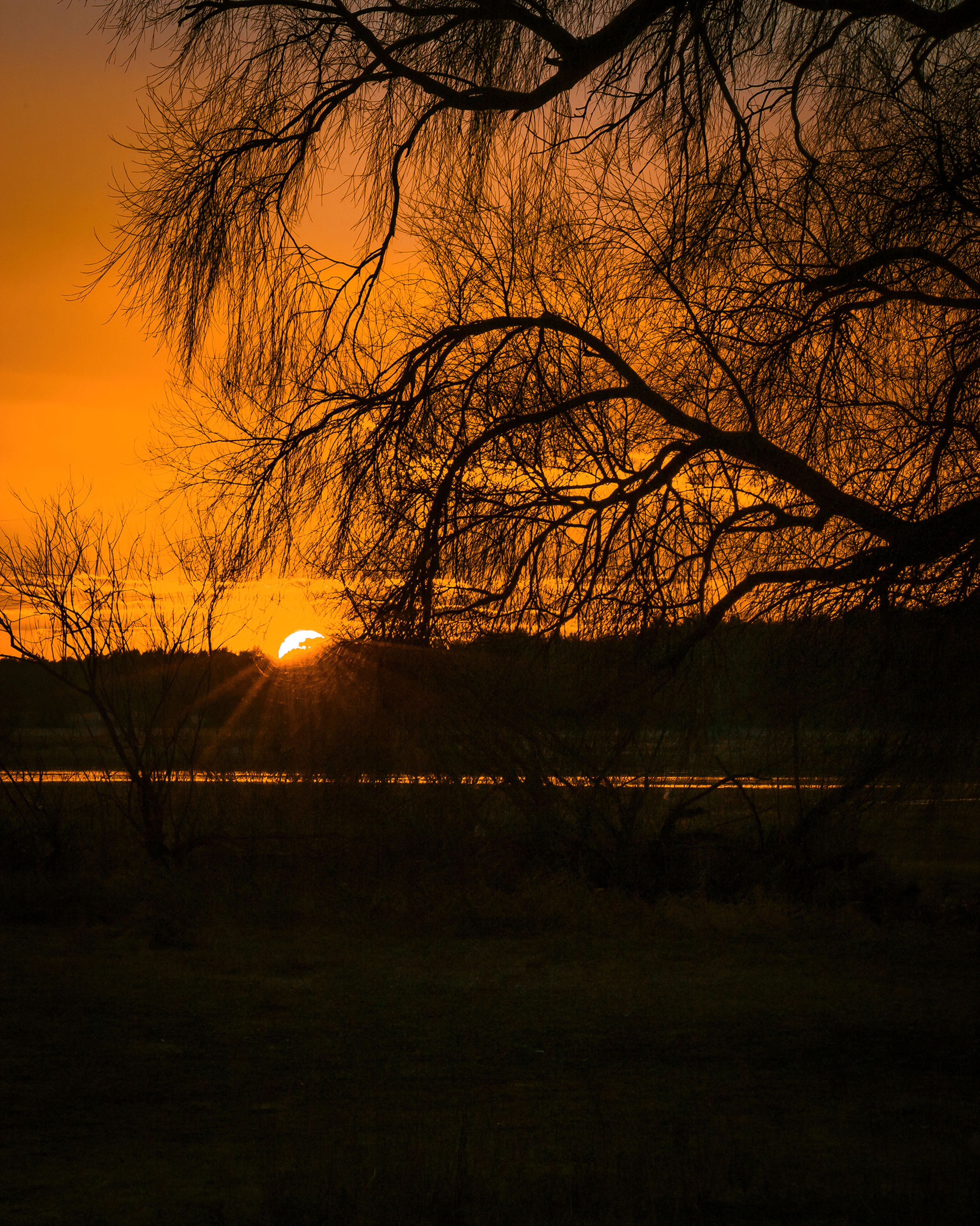 Tree Silhouette at Sunset · Free Stock Photo