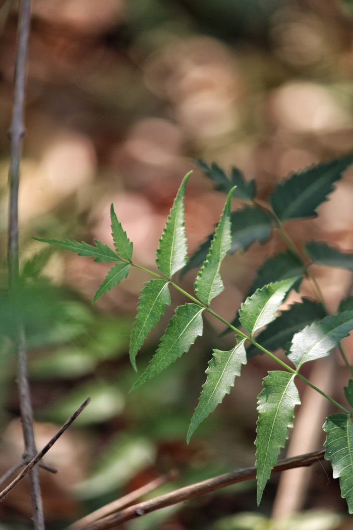 Neem leaves