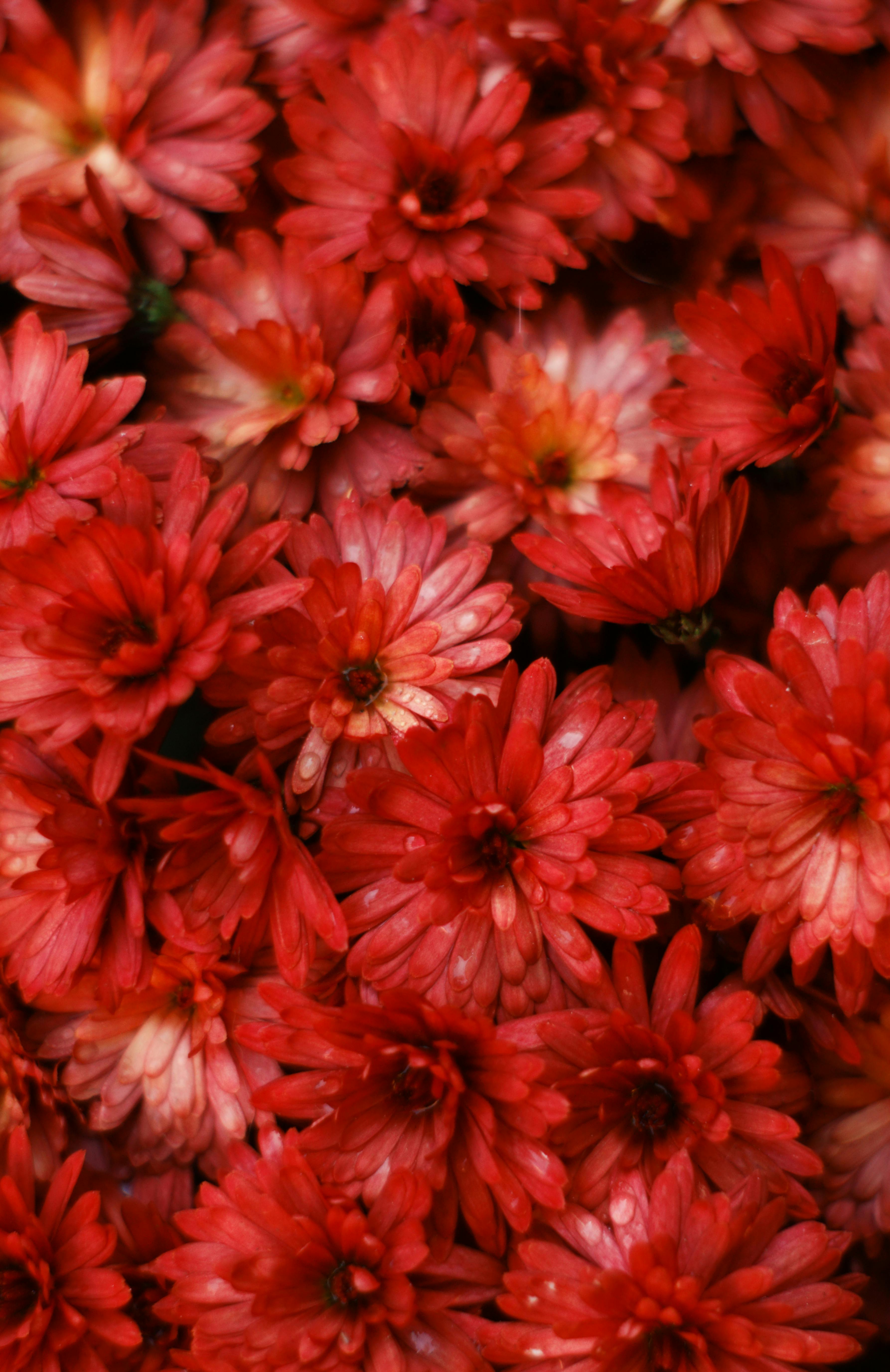 Free stock photo of chrysanthemum, fall colors, flowers