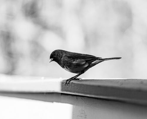 Small Bird in Black and White