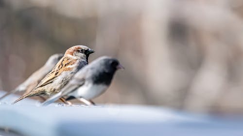 Sparrows in Nature