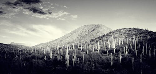 Kostnadsfri bild av arizona, bergen, kaktus