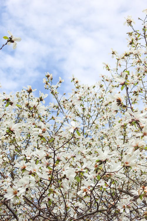 Gratis stockfoto met bloesems, boom, kers