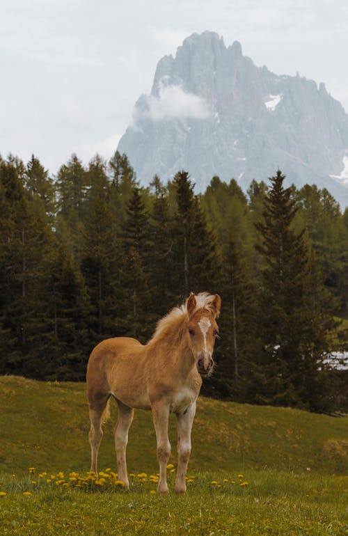 A Brown Horse Grazing on a Pasture in Mountains 