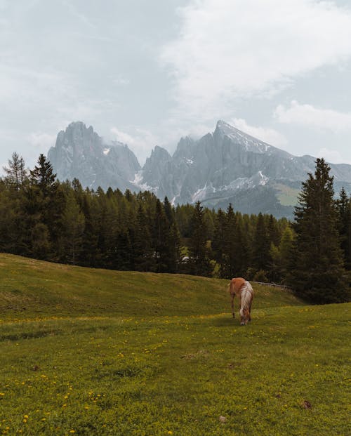 Horse on Meadow with Mountains behind