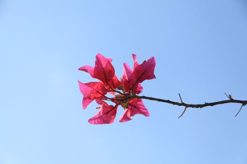 Free A striking bougainvillea branch with vibrant red flowers set against a clear blue sky, capturing the essence of spring. Stock Photo