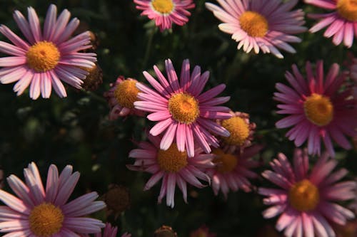 Fotos de stock gratuitas de camomila, flor, floreciente