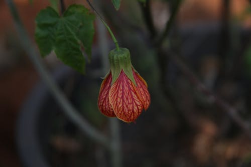 꽃잎, 빨간, 식물의 무료 스톡 사진