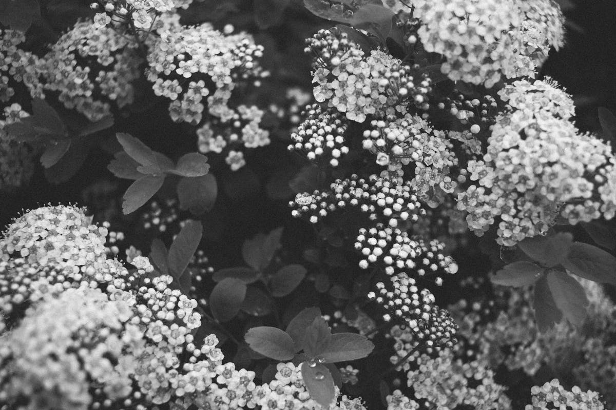 Shaun White Photos, Download The BEST Free Shaun White Stock Photos