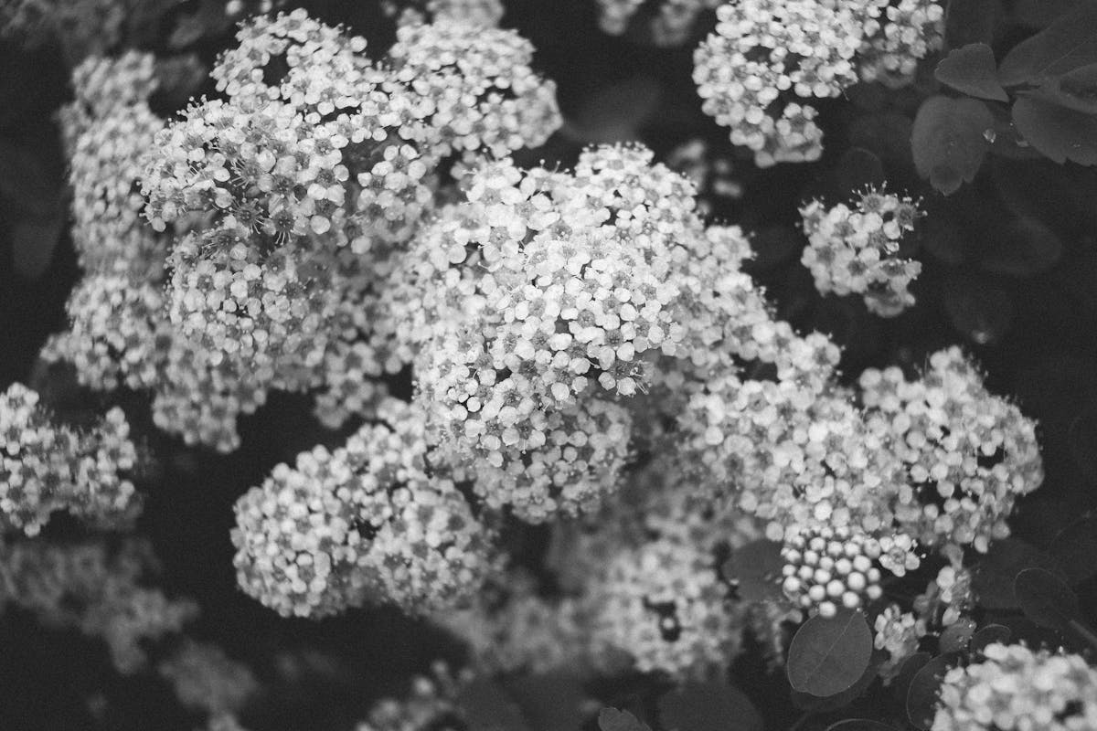 Chinese Spirea Photos, Download The BEST Free Chinese Spirea Stock ...