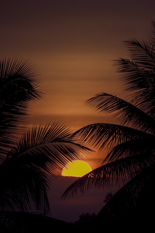 Palm Trees Leaves at Sunset