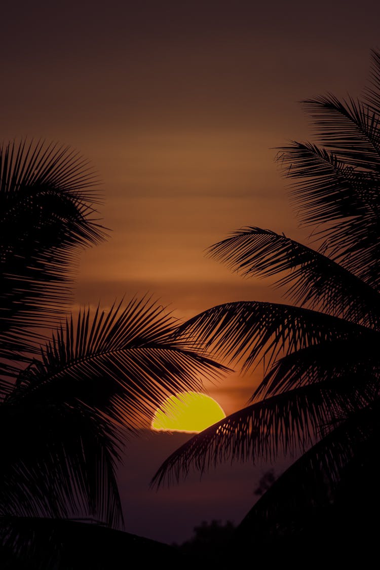 Palm Trees Leaves At Sunset