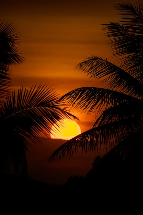 Silhouetted Palm Trees on the Background of a Sunset 