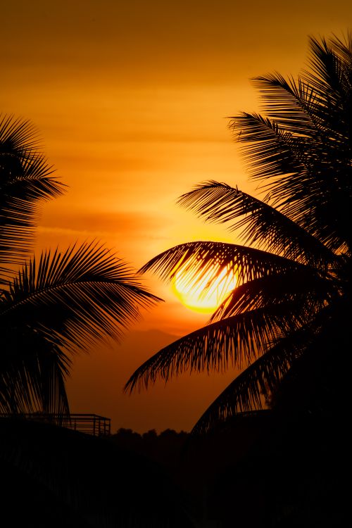 Free Beautiful silhouette of palm trees against a vibrant sunset sky. Stock Photo