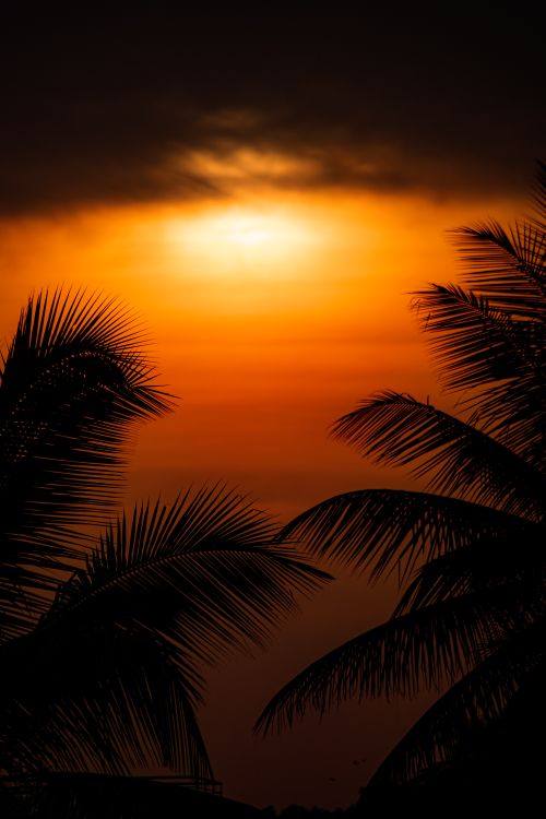 Free Beautiful sunset landscape with silhouetted palm trees against an orange sky. Stock Photo