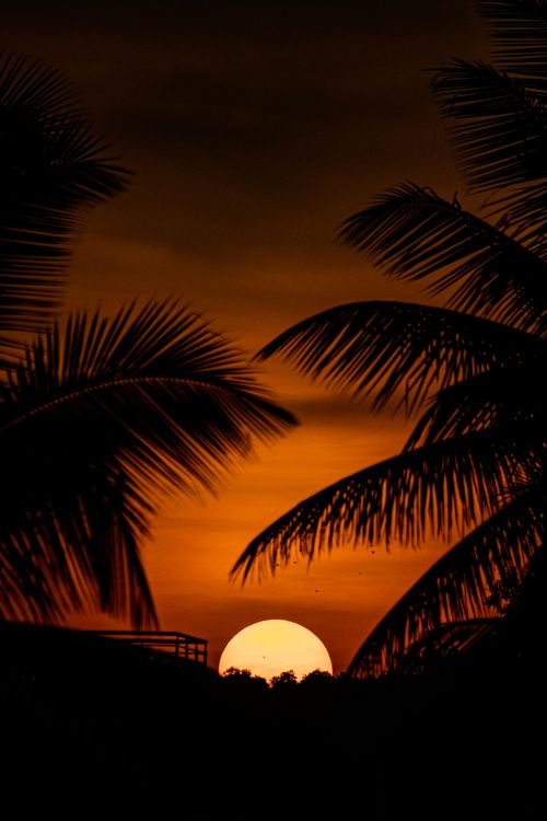 Free A dramatic sunset scene with palm tree silhouettes and vibrant orange sky, perfect for nature and travel themes. Stock Photo